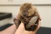 Houthalen-Helchteren - Bever-pups in het Natuurhulpcentrum