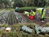 Hamont-Achel - Zet de bloemetjes maar buiten