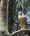 Meeuwen-Gruitrode - Jonge roofvogels in nesten...