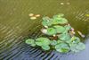 Lommel - De waterlelies bloeien