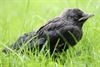 Meeuwen-Gruitrode - Een vogel die niet kan vliegen