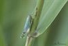Hamont-Achel - Bellenblazende cicade
