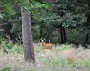 Hechtel-Eksel - Vandaag gezien in Bosland...