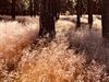 Lommel - Pijpenstrootjes op de Blekerheide