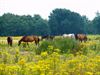 Neerpelt - Paarden in een oase van geel