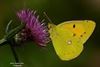 Hamont-Achel - Topjaar voor vlinders