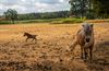 Lommel - Vandaag in Kattenbos