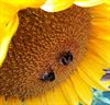 Pelt - Zomer: zonnebloemen en hommels