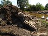 Neerpelt - Oude bomen gevonden bij werken aan Dommel
