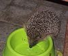 Hamont-Achel - Tel de zoogdieren komend weekend