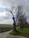 Tongeren - Knotboom van Herstappe beschermd