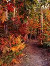 Hechtel-Eksel - Daar zijn de herfstkleuren