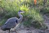 Bocholt - Een vroege vogel vangt nog wel eens wat