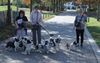Beringen - Hondenwandeling Heide-Wachters Mecheltjes