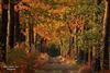 Hamont-Achel - En toch wordt het herfst