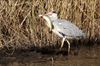 Bocholt - Feestmaal voor reiger