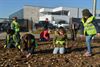 Beringen - Kinderen De Berk planten 30.000 bloembollen