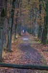 Beringen - Herfst bijna ten einde