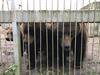 Opglabbeek - Bruine beren naar het Natuurhulpcentrum