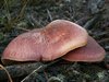 Neerpelt - Herfst, dus paddenstoelen