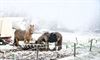 Lommel - Nog een winterlandschap