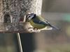 Bocholt - Die wonderlijke vogelpootjes