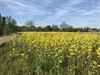 Leopoldsburg - 1000ha weidevogelgebied in Vallei van Zwarte Beek