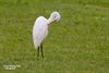 Hamont-Achel - Poten in het gras