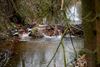 Pelt - Een nieuwe (?) bever in Pelt