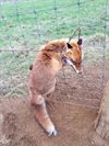 Oudsbergen - Natuurhulpcentrum bevrijdt vos