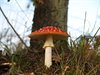 Neerpelt - Plaatjes of buisjes?