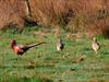 Pelt - Vroege vogels in het Hageven