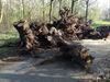 Bocholt - Boomstronken op het fietspad...