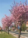 Lommel - Stationsstraat kleurt weer roze