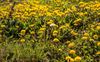 Lommel - Paardenbloemen volop in de bloei
