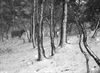 Neerpelt - Sneeuw in het Hageven