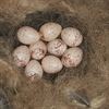 Lommel - In mei legt iedere vogel een ei
