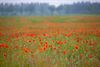 Lommel - Blekerheide kleurt rood