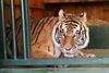 Oudsbergen - Spaanse tijgers in Natuurhulpcentrum