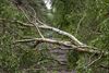 Lommel - Stormschade van gisterenavond