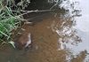 Pelt - Bever in de Dommel