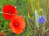 Pelt - Bloemen in verstoorde grond