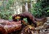 Pelt - Boommarter gespot
