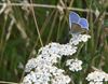 Pelt - Vlinders tussen de veldbloemen