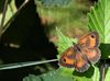 Pelt - Ken je vlinder: het oranje zandoogje