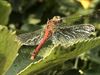 Lommel - Prachtige libelle