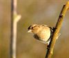 Hamont-Achel - Tel komend weekend de tuinvogels
