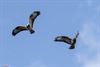 Lommel - Geruisloze acrobatie in de lucht