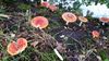 Lommel - En nog wat paddenstoelen