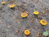 Hechtel-Eksel - Op een gele paddenstoel, vol met witte stippen...